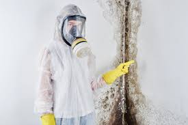 Why You Should Choose Our Mold Remediation Services in Runaway Bay, TX